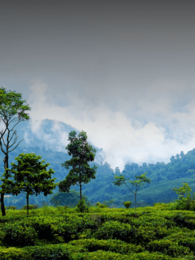 Coolest Place in India: भारत के सबसे ठंडे और कूल शहरों की यात्रा शांति और ठंडक का अनुभव करें