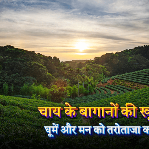 चाय के बागानों की खूबसूरती