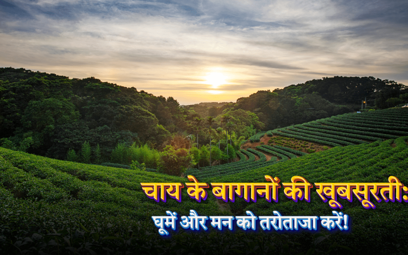 चाय के बागानों की खूबसूरती